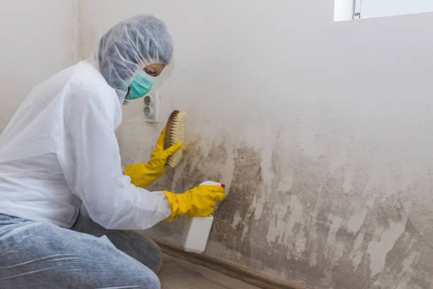 Best Toxic Mold Removal  in Flanders, NY