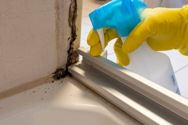 Best Mold Removal Specialists  in Flanders, NY