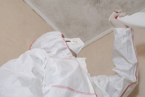 Office Mold Removal Services in Flanders, NY