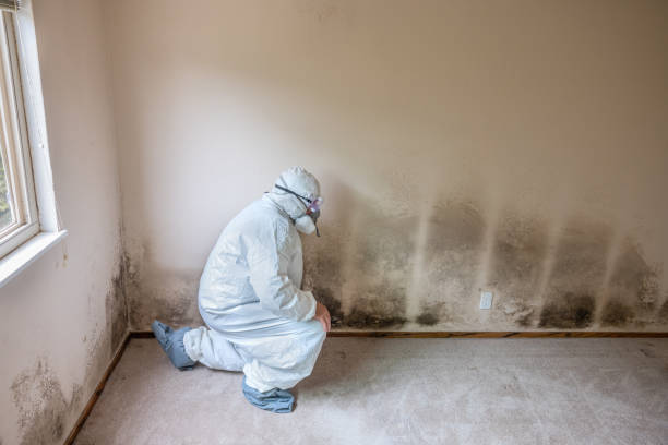Best Black Mold Removal  in Flanders, NY