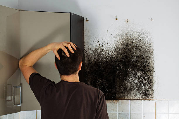 Best Mold Cleaning Services  in Flanders, NY