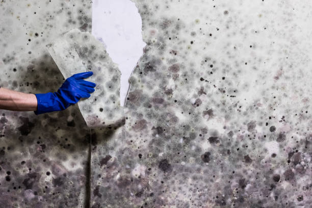Best Local Mold Removal Service  in Flanders, NY
